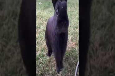 Adorable Angry Bunny Rabbit Thumping