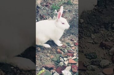 cute baby rabbit chiku beautiful #rabbit #babypet #bunny #babyrabbit #virel #cute