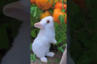 Cute White Bunny #youtubeshorts #shorts