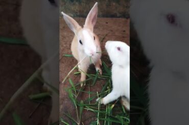 cute baby rabbits #rabbit #animals #pets