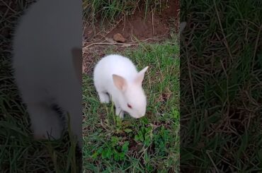 Cute bunny|| #viral  #viralshort  #viralvideo #trendingvideo #bunny