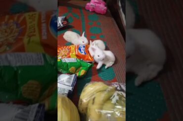 cute baby rabbit chiku #rabbit #trending #babyrabbit #virel #babyanimal #animal
