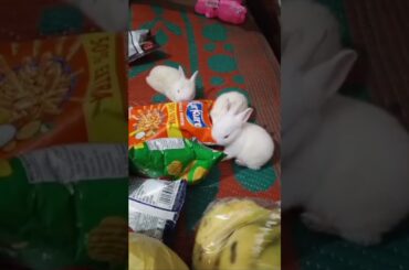 cute baby rabbit chiku #rabbit #trending #babyrabbit #virel #animal