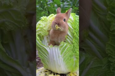 Cute Bunny #youtubeshorts #cutebunny