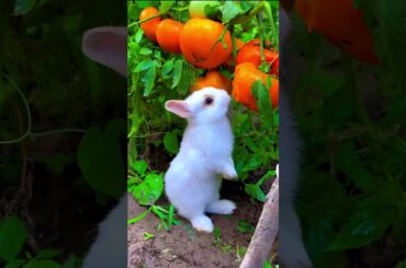 A beautiful moment #rabbit #bunniesforsale #cutebaby