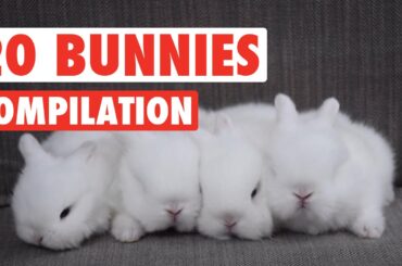 20 Funny Bunnies Pet Video Compilation 2016