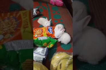 cute baby rabbit chiku rabbit #rabbit #trending #virel #babyanimal #animal