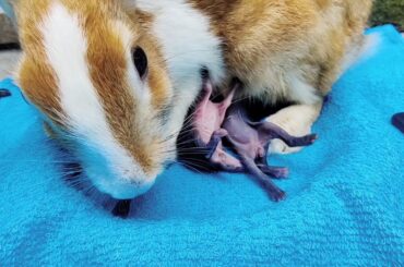 Bunny Rabbit Screaming | Rabbit Feeding Sound | Cute baby rabbits video 4K