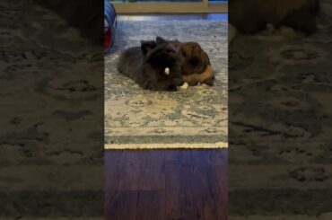 Just small town bunnies #cute #bunny #cutebunny #freeroamrabbit #petrabbits #rabbit