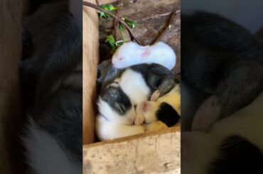 Cute baby rabbit #short