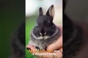 5 Most Popular Rabbit Breeds #shorts