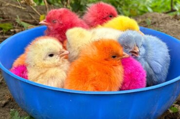 Catch millions of cute chickens, colorful chickens, rainbow chickens, rabbits, ducks, cute animals