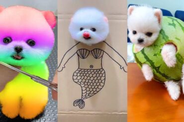 Cute Pomeranian Puppies Doing Funny Things #8 | Cute and Funny Dogs