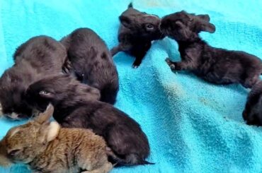 Baby Bunnies, Cute Baby Bunnies, Baby Rabbits, Cute Baby Rabbits - Rabbit sound