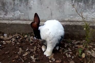 Cute Rabbit  | Rabbit videos #playing #Rabbit #eating Rabit walking #rabbitvideos