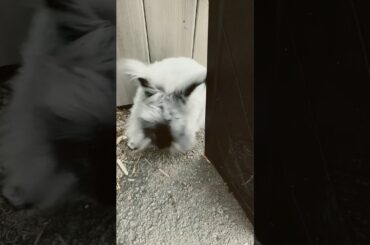 Yard play time!!! #angorarabbit #bunny #cute #rabbit #hair #cute #playtime