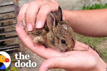 Family Of Tiny Bunnies Rescued From Storm Grate | The Dodo