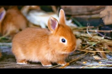 Cute Baby Rabbits Playing,Feeding Activities | Bunny Rabbit (Baby Rabbits)