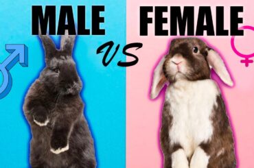 Male Rabbits VS Female Rabbits: The Differences