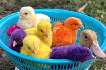 Catch millions of cute chickens, funny ducklings, bunnies, ducks, lovely hen baby chicks