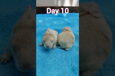 Rabbit Growth - Baby Rabbits Grow Up #animals #rabbits #bunnies #rabbit #bunny