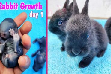Rabbit grow up time lapse | Cute baby Rabbits Growth #animals