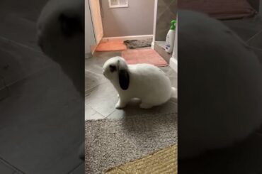BUNNY THUMP