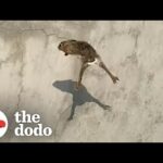 Bunny Stuck In A Skate Bowl Gets Help From A Friendly Dude | The Dodo