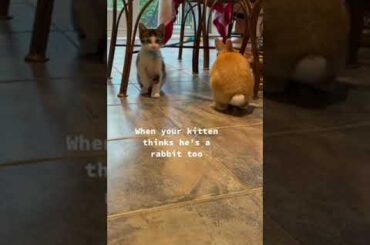 rabbit cat  #shorts |Cute Animals Funny dog and cat Videos #short video awesome-funny pet