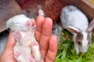 Rabbit Baby | Best video of cute baby Rabbits