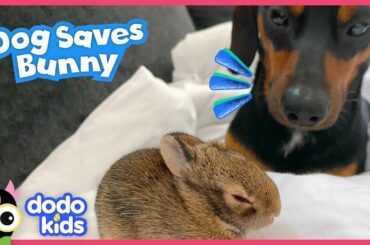 Hero Dog Rescues Tiny Bunny And Becomes His Brother! | Dodo Kids | Rescued!
