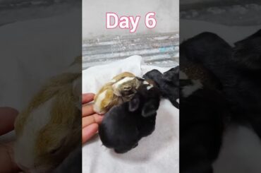 Cute Baby Rabbits Growing Up Beautifully #shorts