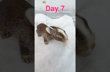 Aww So Cute ~ Little Baby Rabbit Growing Up Video #shorts