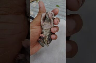 Another Cute Baby Rabbit Growth #shorts