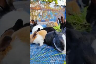 Rabbit Baby ~ Cute baby Rabbits | Beautiful Funny Rabbit