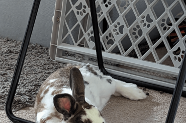 Chin on metal pole > chin on carpet