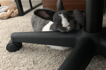 It’s hard having such a heavy head