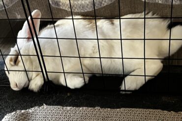 Scout is out cold with his eyes open and super comfy 😁🐇