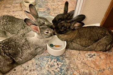 Mmmmm squish by the water bowl