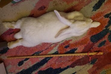 The loooongest noodle