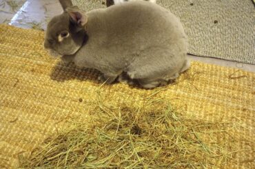 I cleaned their room last night and this is what they did