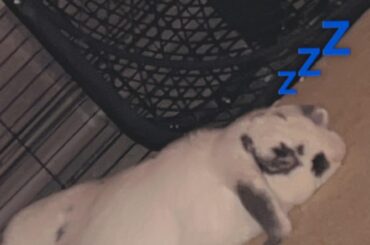 Pepper’s favorite sleeping 💤