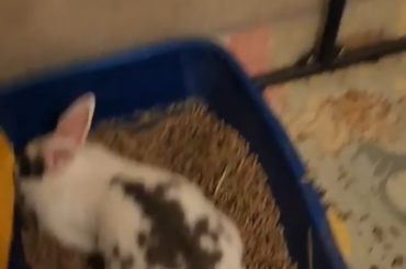 Every time I clean she does this, kids have no respect these days.