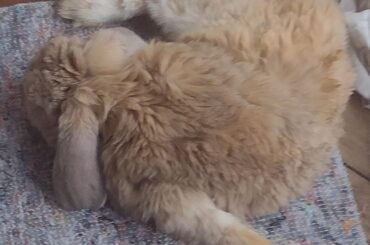 TIL bunnies can do this with their paws.