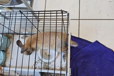 It's time to release the hopper for the day.