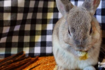 Bun plotting next move