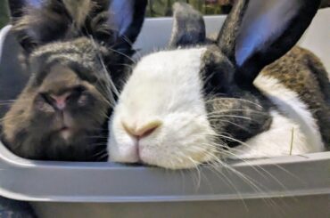 Why do you disturb us?