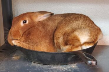 Update: Rapunzel barely fits in the skillet any more but she still sleeps there nearly every day. Bonus pic of her mostly-blind sister stealing the magic skillet for an epic nap.