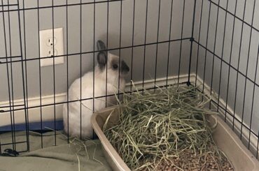 he’s a little dumb