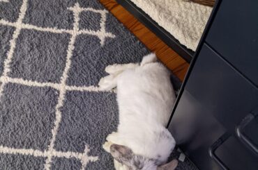 Think about how much fluff is required to make this a comfy napping spot. Just think about it.